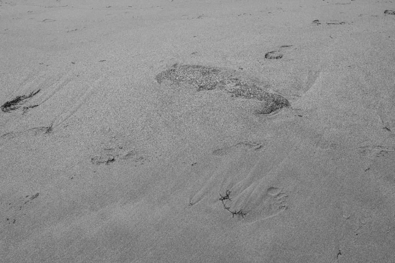Camino hacia el mar