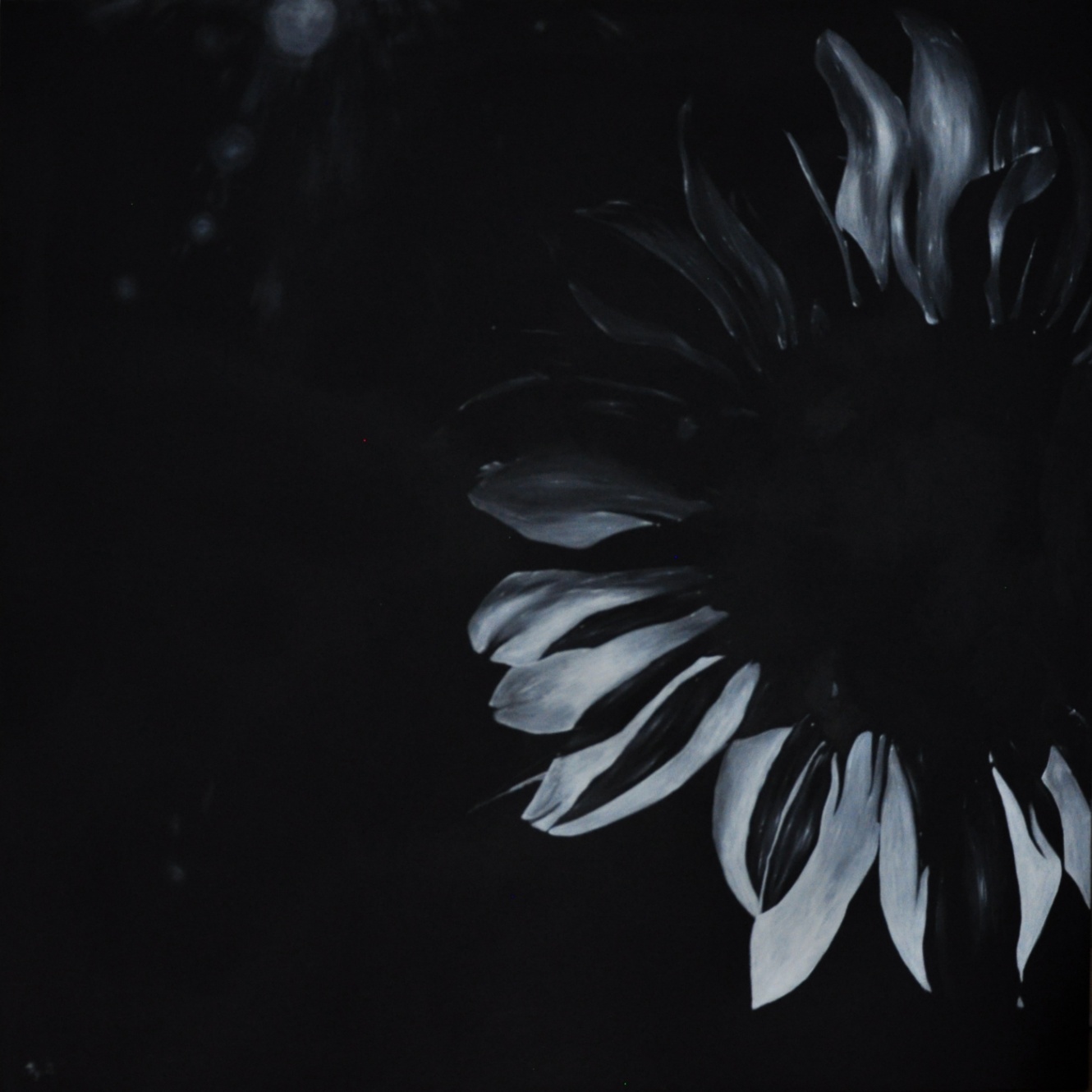 Sunflower in the Dark