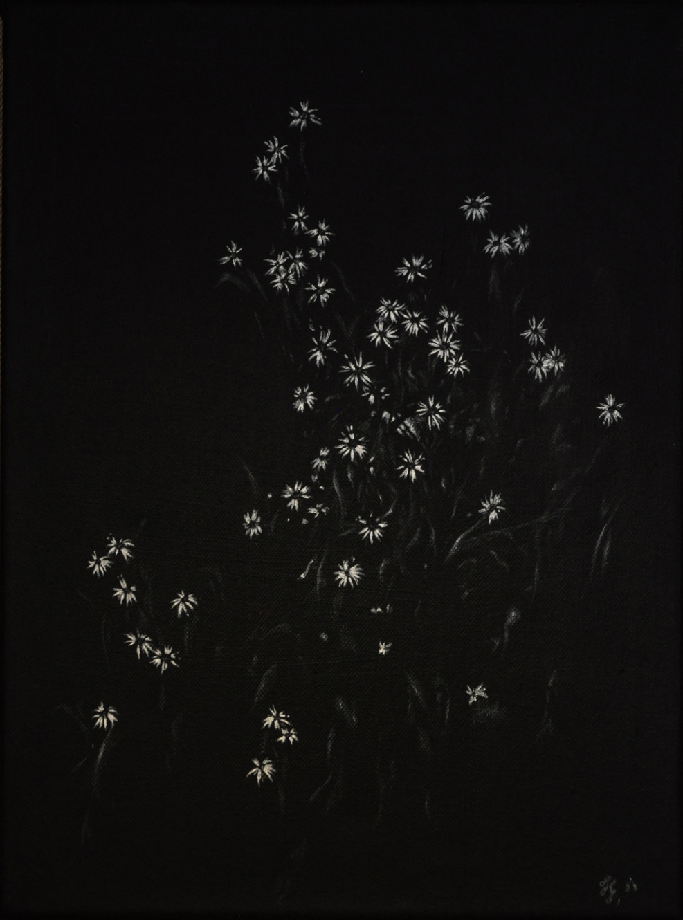 Wildflowers in the Dark