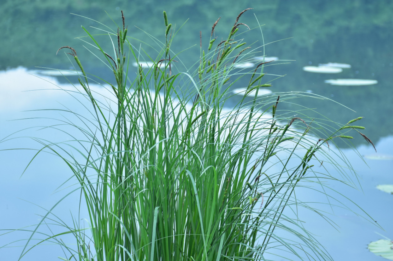 Podpeško jezero