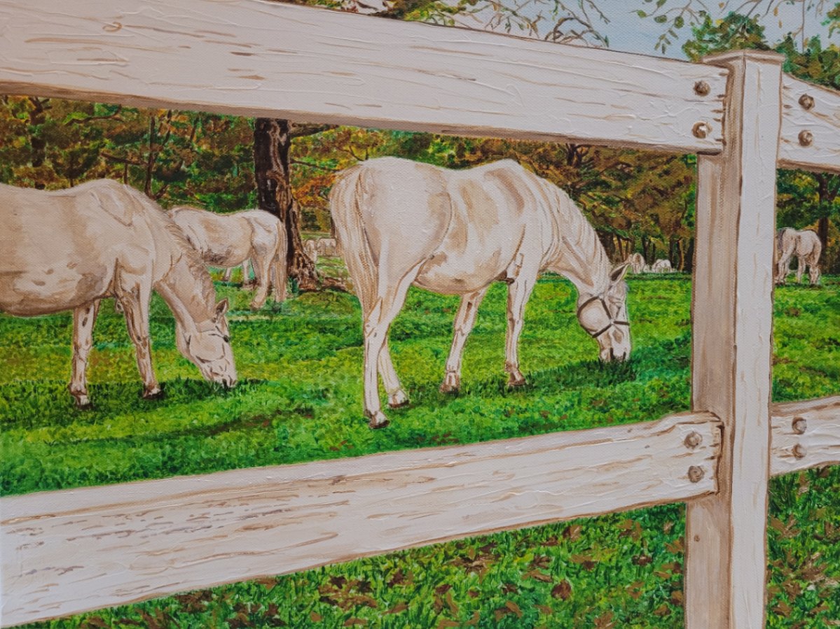 Young Lipician horses
