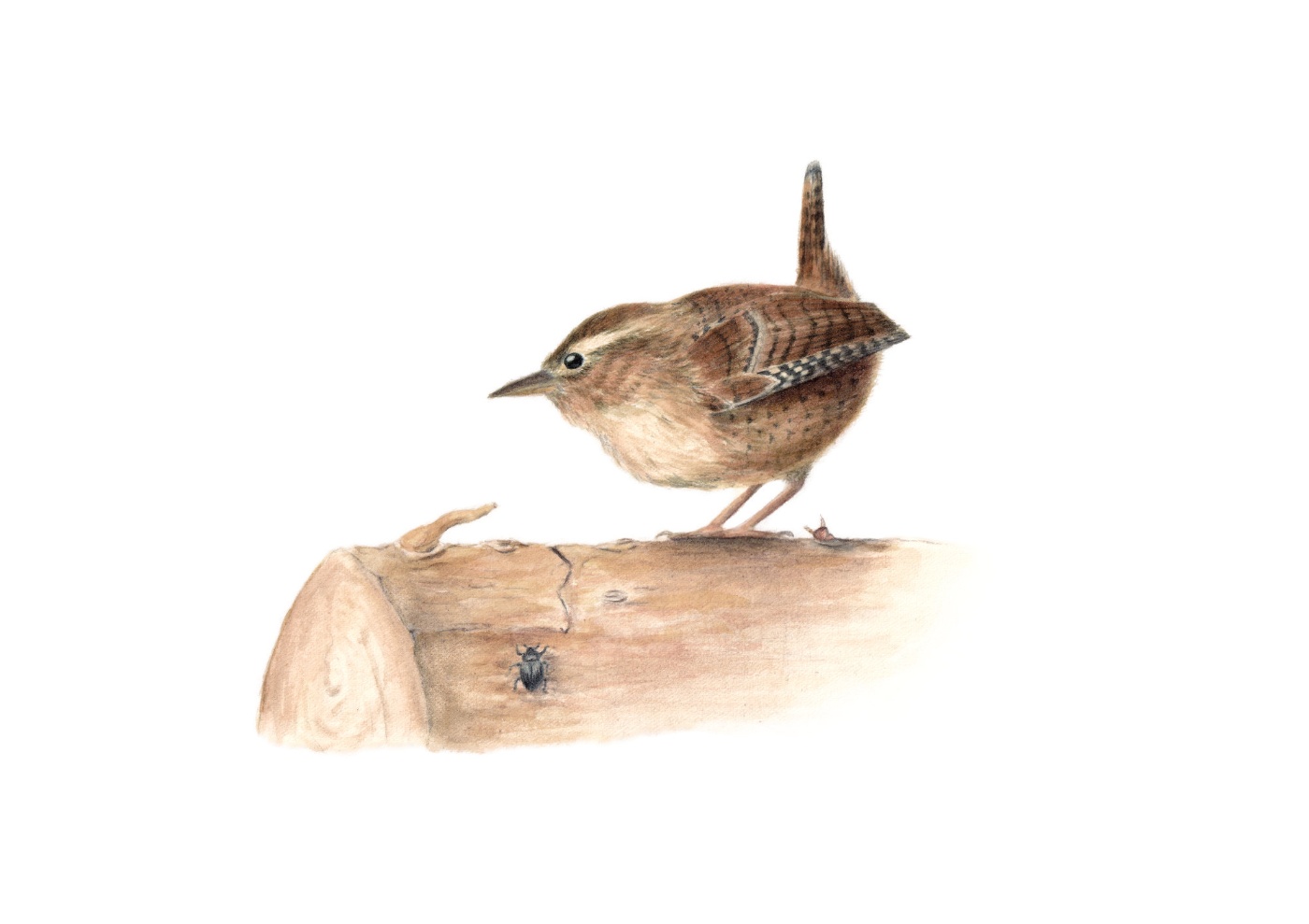Stržek (Troglodytes troglodytes)