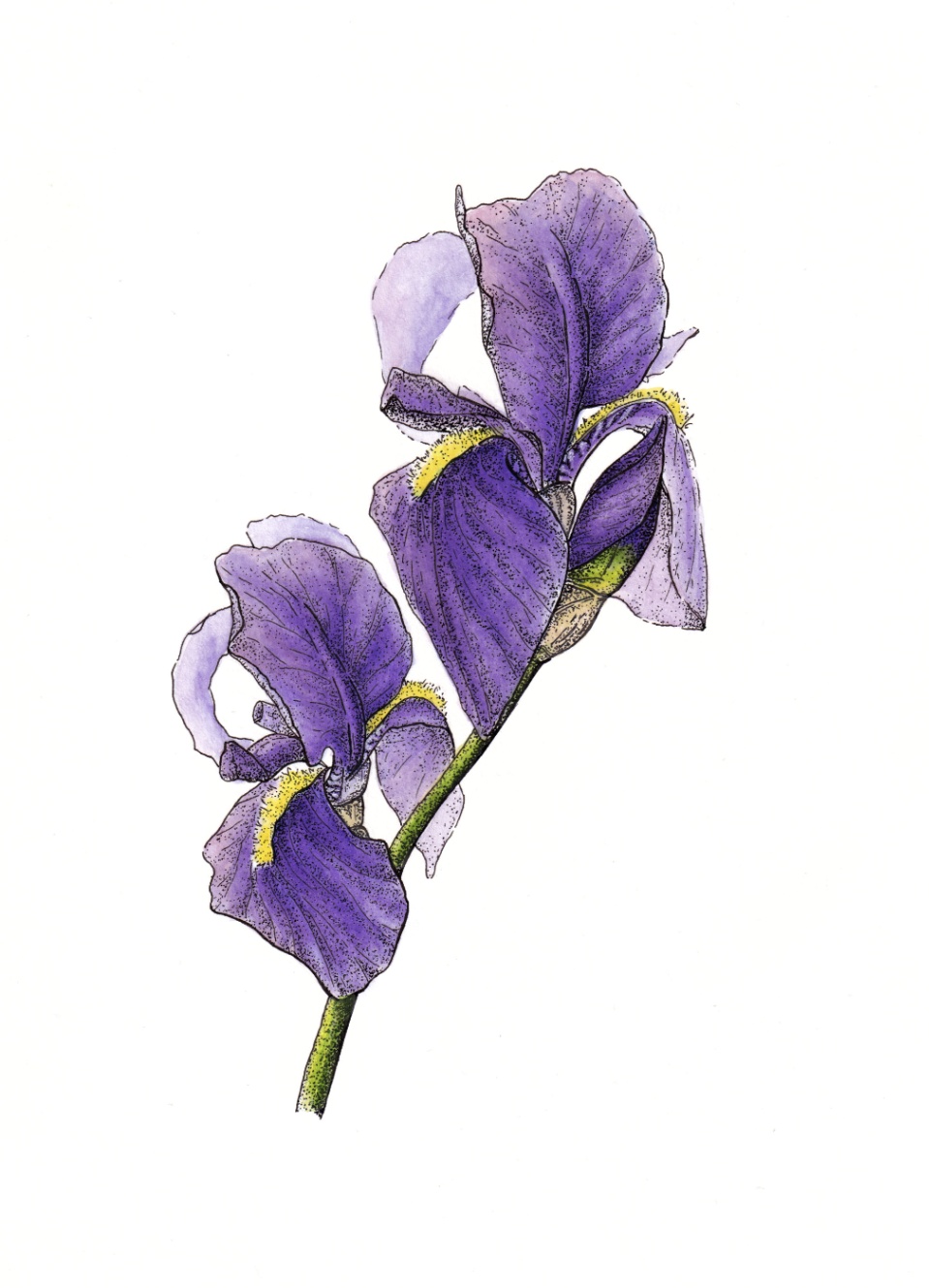 Ilirska perunika (Iris illyrica)