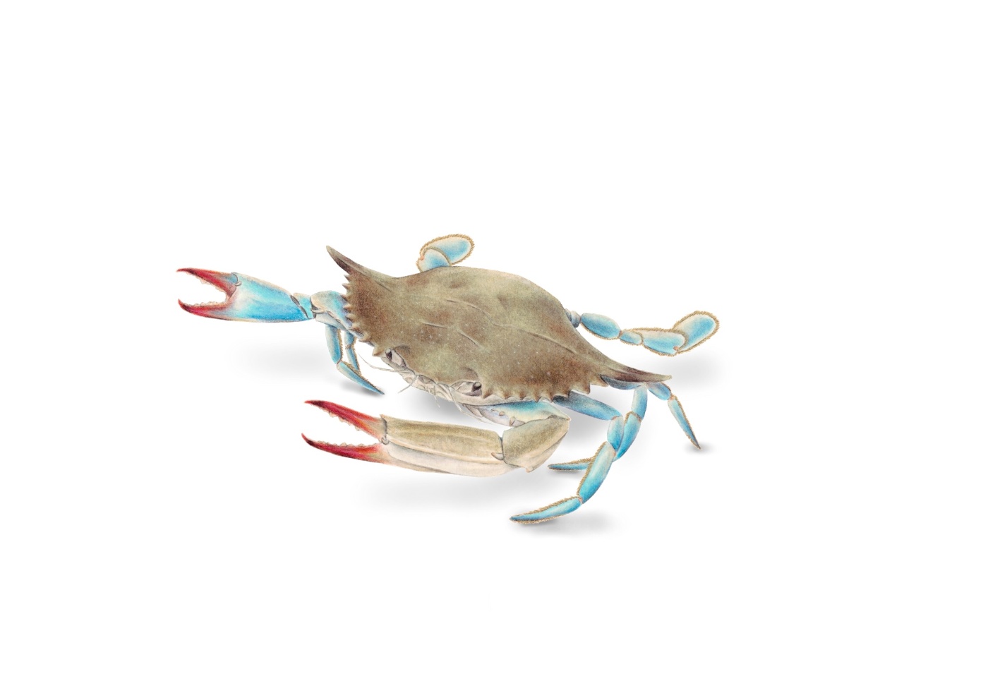 Modra rakovica (Callinectes sapidus)