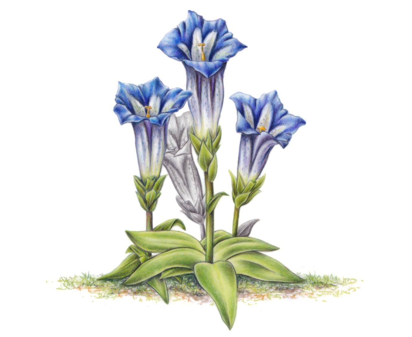 Clusijev svišč (Gentiana clusii)