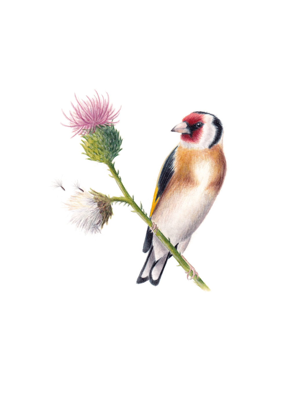 Lišček (Carduelis carduelis)