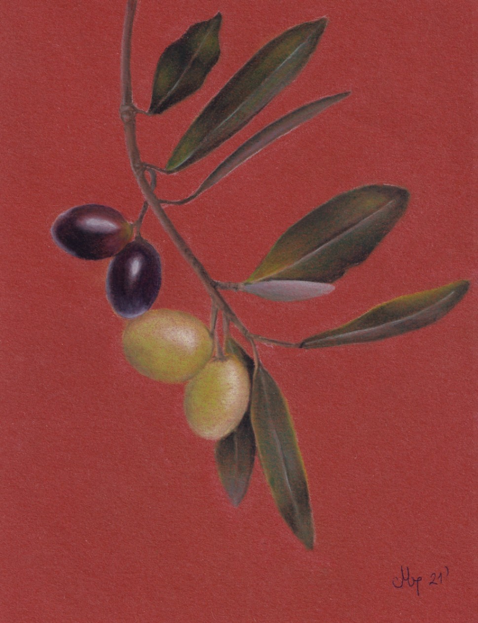 Oljčna vejica (Olea europaea)