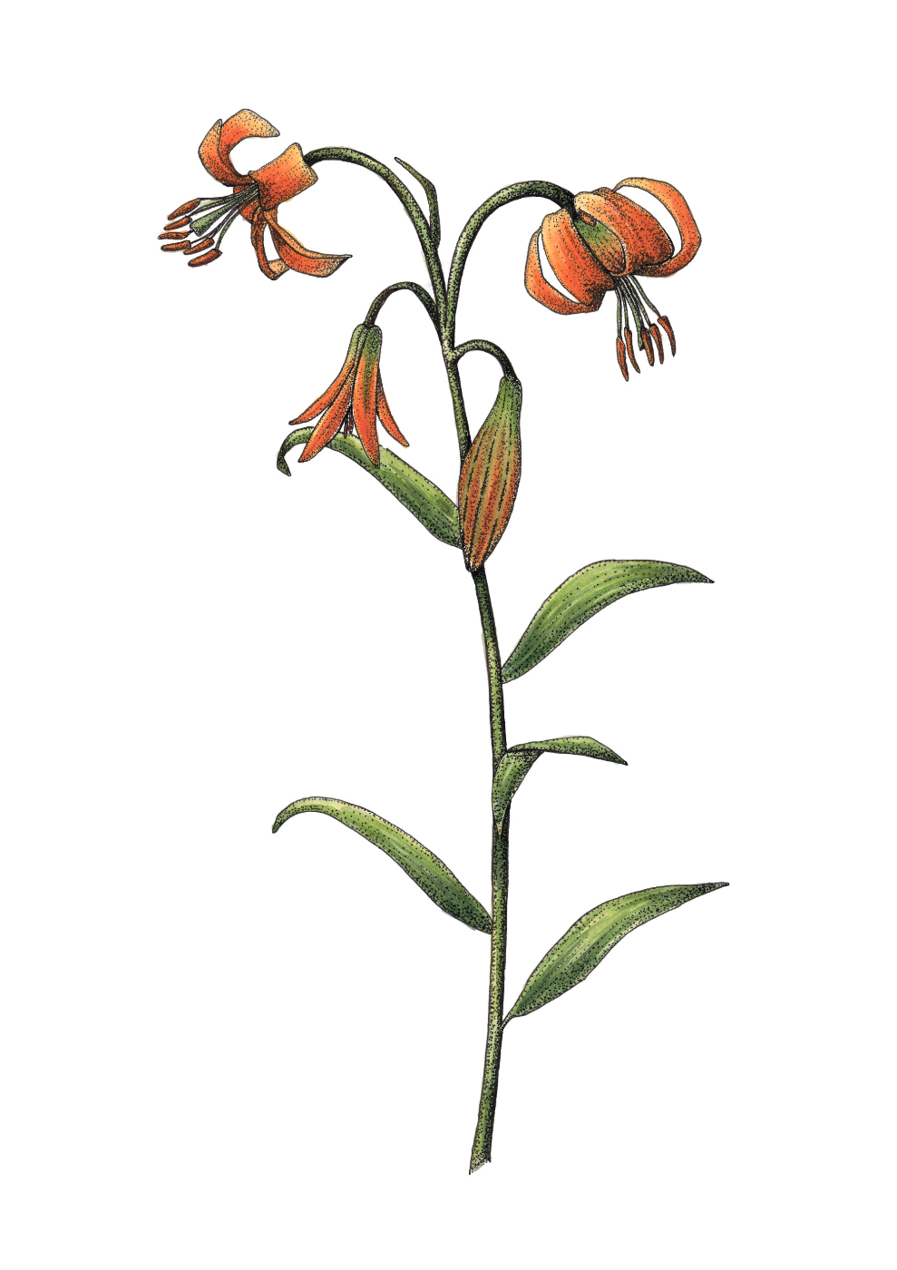 Kranjska lilija (Lilium carniolicum)
