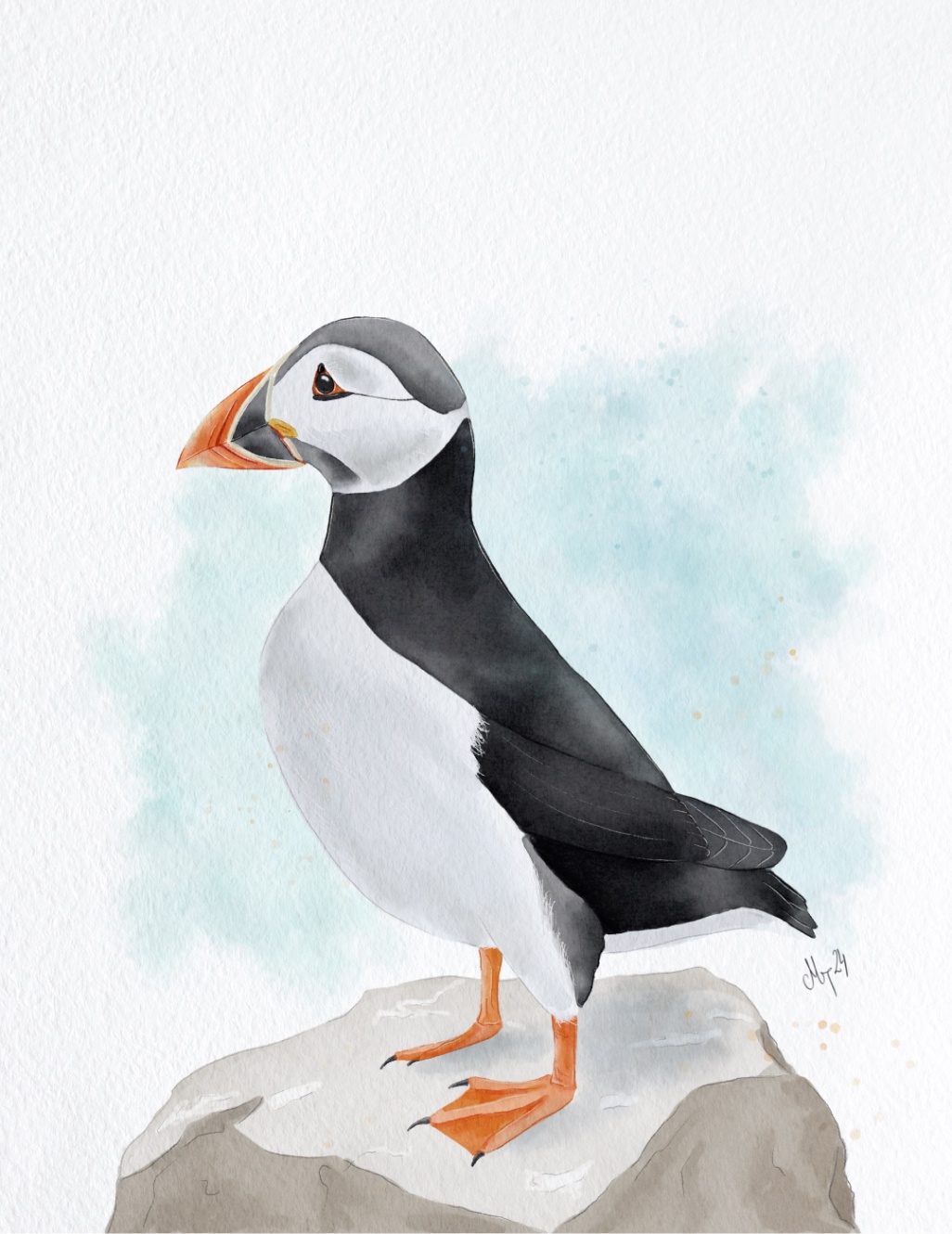 Atlantski mormon (Fratercula arctica)