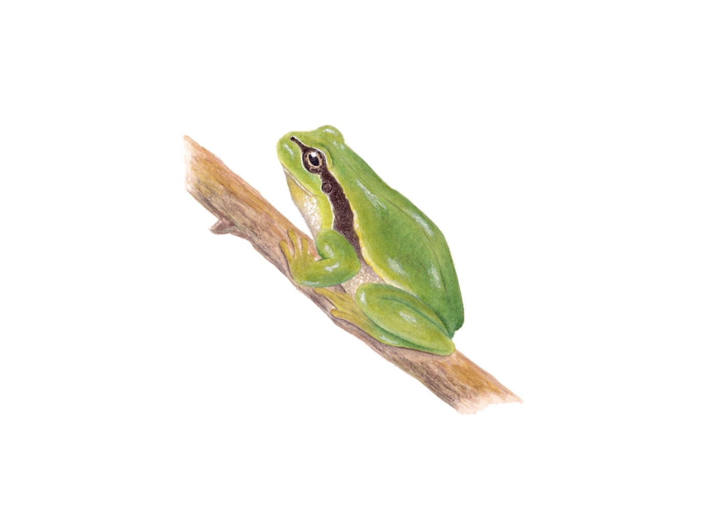 Zelena rega (Hyla arborea)