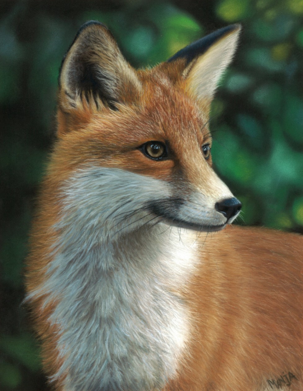 Lisica (Vulpes vulpes)