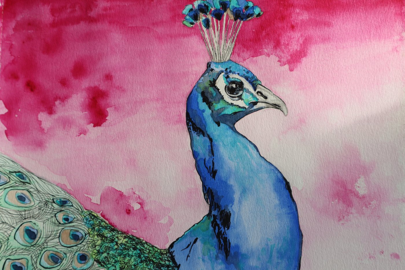 Magenta meets peacock