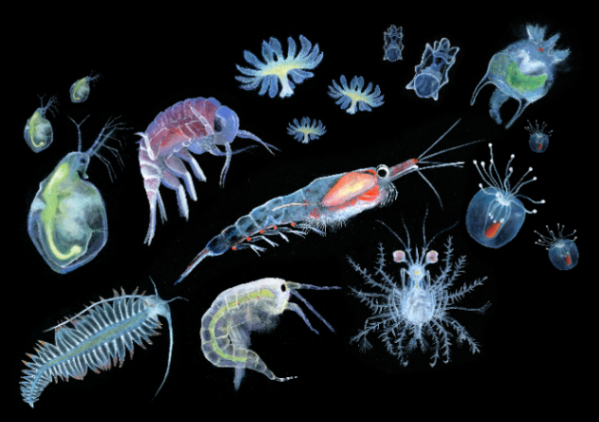 Plankton: Majhni organizmi velikega pomena (giclée odtis), A4