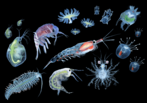 Plankton: Majhni organizmi velikega pomena (giclée odtis), A3